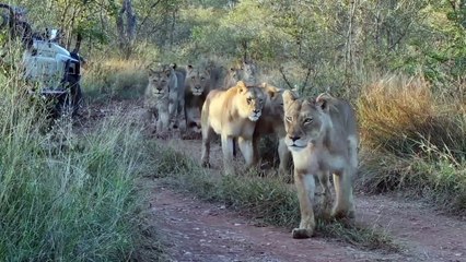 Lion Vs Camel Biggest Fight Caught On Camera _  The Lions Made A Mistake