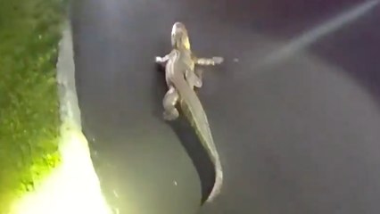 Must See! Police Officers Nab Alligator That Was On the Loose for 2 Weeks in New Jersey