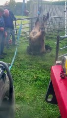 Kafa üstü derin bir çukura düşen inek ayaklarından çekilerek kurtarıldı