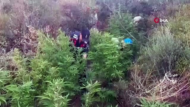 Hasat değil jandarma operasyonu: 514 adet kenevir, 1 kilo kubar esrar ele geçirildi