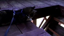 Cat Climbs on a Hunting Tower (1)