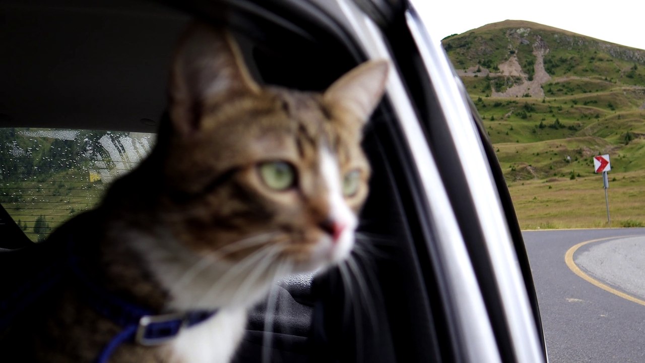 Cat Looks Out through the Window (2)