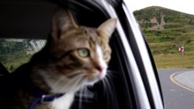 Cat Looks Out through the Window (2)