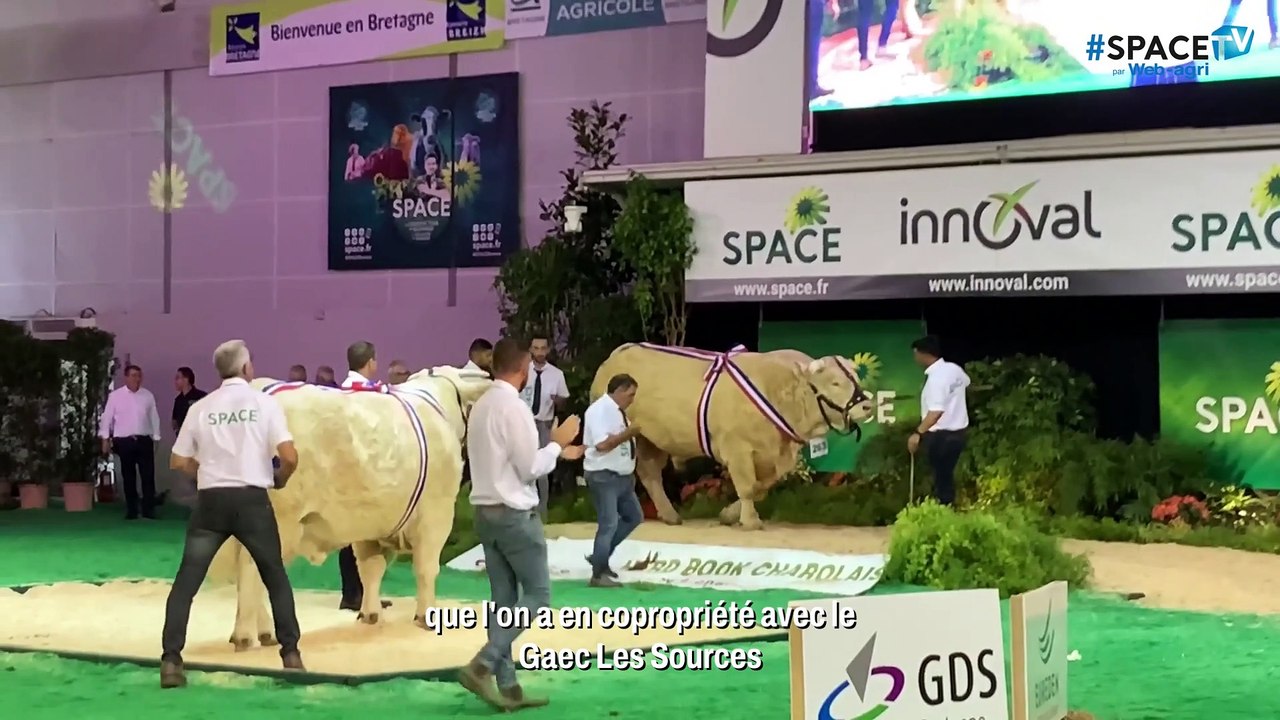 Prince, taureau vainqueur du concours charolais au Space 2023