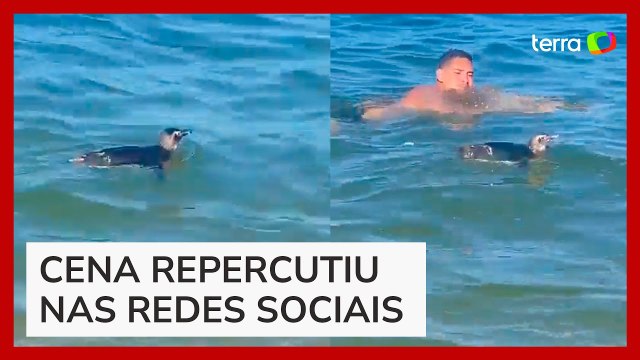 Pinguim surpreende e nada próximo a banhistas em praia no RJ