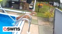 Police rescue terrified baby deer trapped in a backyard pool