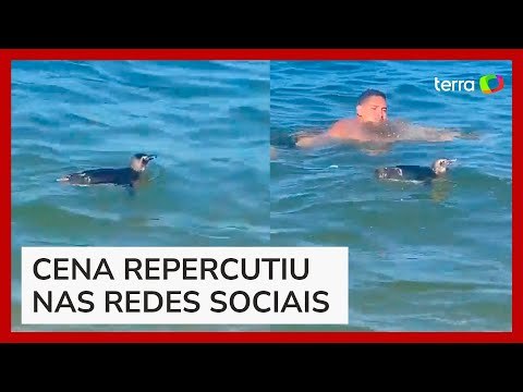 Pinguim surpreende e nada próximo a banhistas em praia no RJ