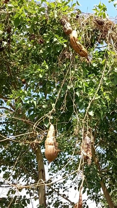 4K Nature Relaxation | Amazing Scenery | Peaceful View | Calm