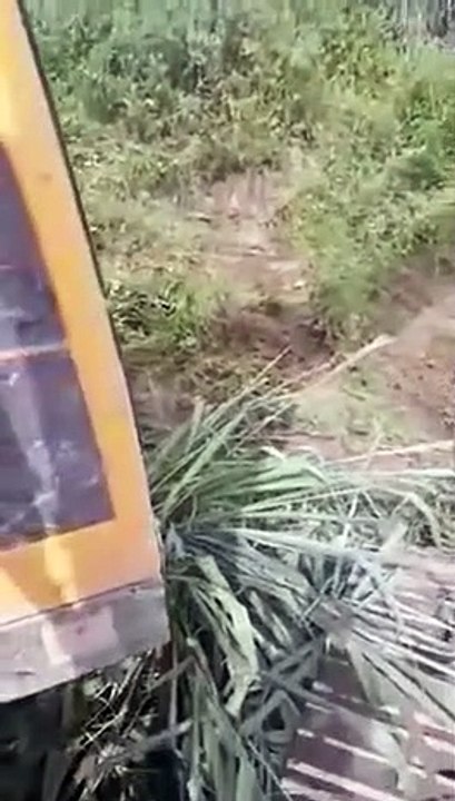 Ces ouvriers découvrent un énorme anaconda en creusant un fossé