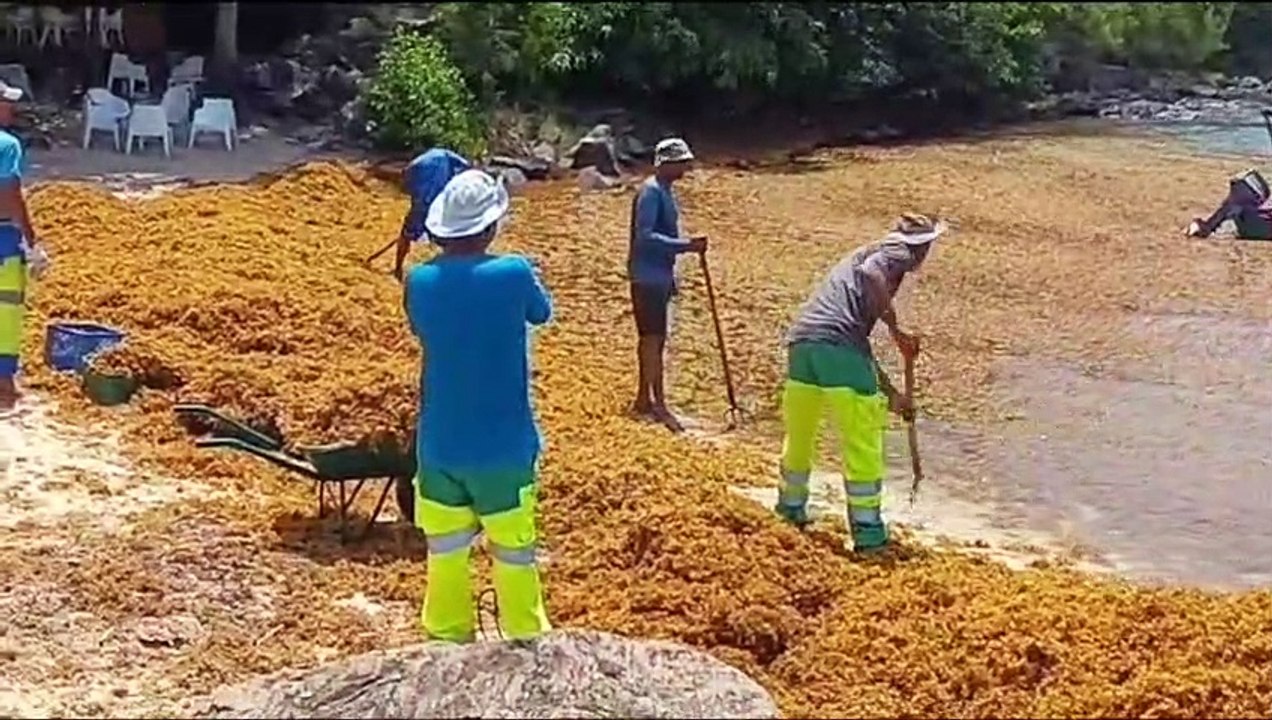 EN IMAGES. Échouement massif de sargasses à Shoelcher