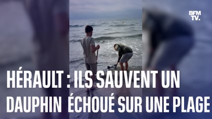 "On était super contents d'avoir réussi à lui redonner sa liberté": ils sauvent un dauphin échoué sur une plage en Hérault