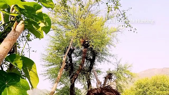 Funny animal video the target on parrot-Aimals hunting-hunter birds-hunting neste birds -huter-All Animals Hunting