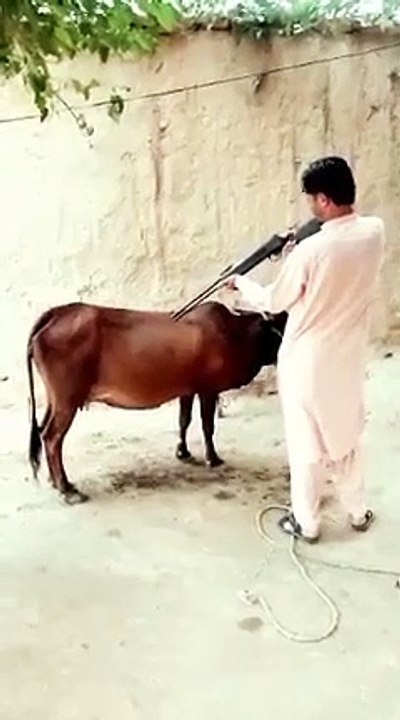 Funny animals cats and dogs testing air gun with cow#short #shorts #shortvideo