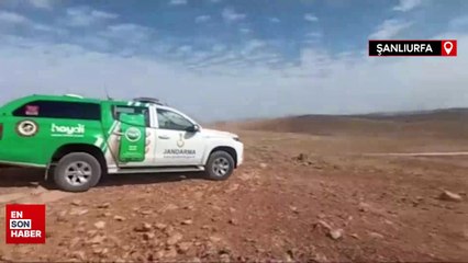 Şanlıurfa'da 4 yavru ceylan yaralı ele geçirildi