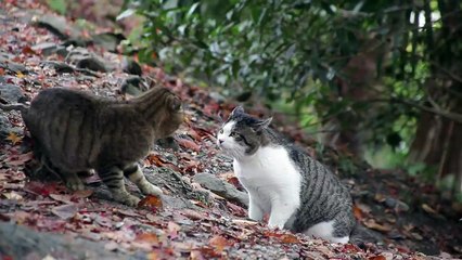 A fight between two cats recorded lively