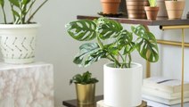 4 Trendy, New Houseplants That Are Easy to Care For