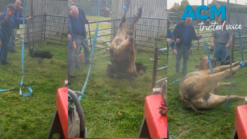 Workers from Witton Castle Country Park in Bishop Auckland UK, were called out to a very different job than usual - as a local farmer called to say one of his cows had fallen into a sinkhole.
