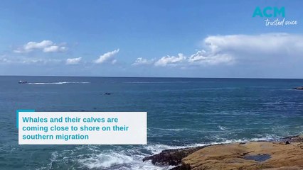 Southern migration, South West Rocks | September 13, 2023