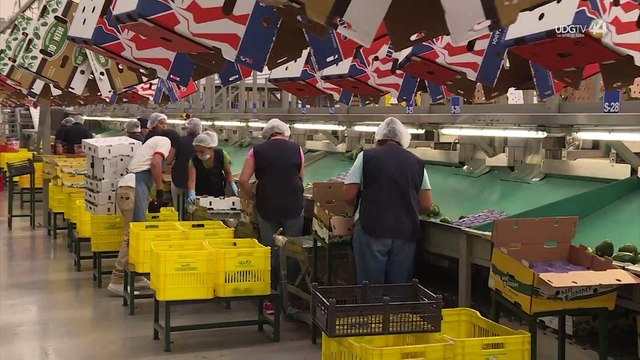 Jalisco tiene ya 17 municipios aptos para exportar aguacate a Estados Unidos