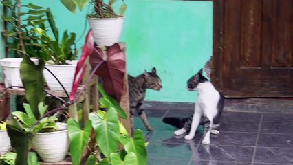 The sound of fighting cats is really funny