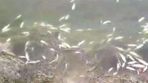 सिवान: 5 कट्ठा में बने तालाब में असामाजिक तत्वों ने डाला जहर, लाखों की मछलियां मरी
