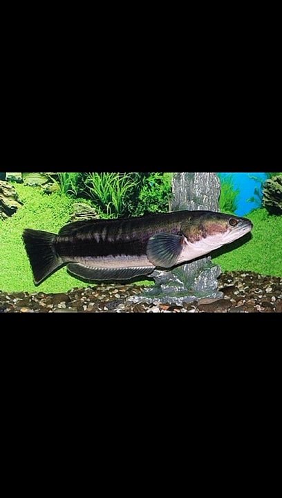 Channa fish