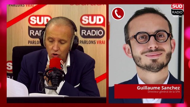 Nos refuges débordent : plus de 16.400 animaux recueillis par la SPA cet été