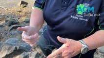 WATCH Tania Rossiter is helping save turtles in Lake Macquarie