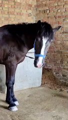Horse Hoof Cleaning Like a Pro