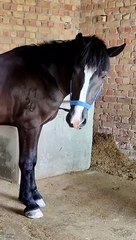 Horse Hoof Cleaning Like a Pro