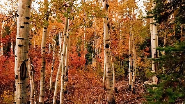 Animals of Africa 4K video animals 4k 4k nature 4k video ultra hd 2023 wild animal's