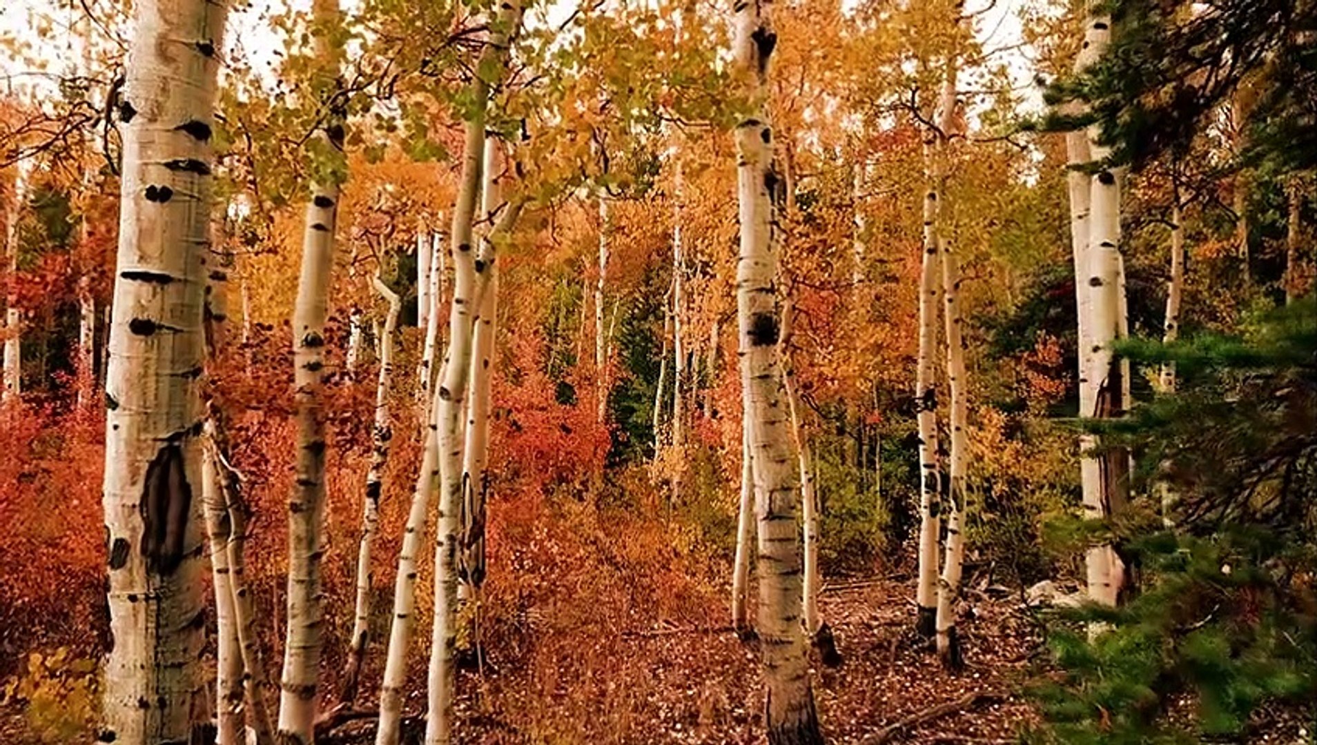 Animals of Africa 4K video   animals 4k  4k nature  4k video ultra hd  2023 wild animal's