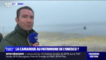 Faut-il classer la Camargue au patrimoine mondial de l'Unesco?
