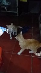 Cats fight over a female cat