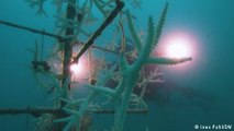 In Florida, ocean restoration groups help preserve reefs