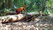 Animals of Amazon 4K - Animals That Call The Jungle Home _ Amazon Rainforest _Scenic Relaxation Film
