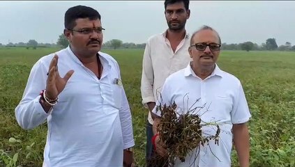 फसल हो रही खराब कांग्रेस नेता खेतों में पहुंचे