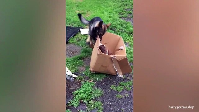 German Shepherds thinks he's my boss FUNNIEST Dogs