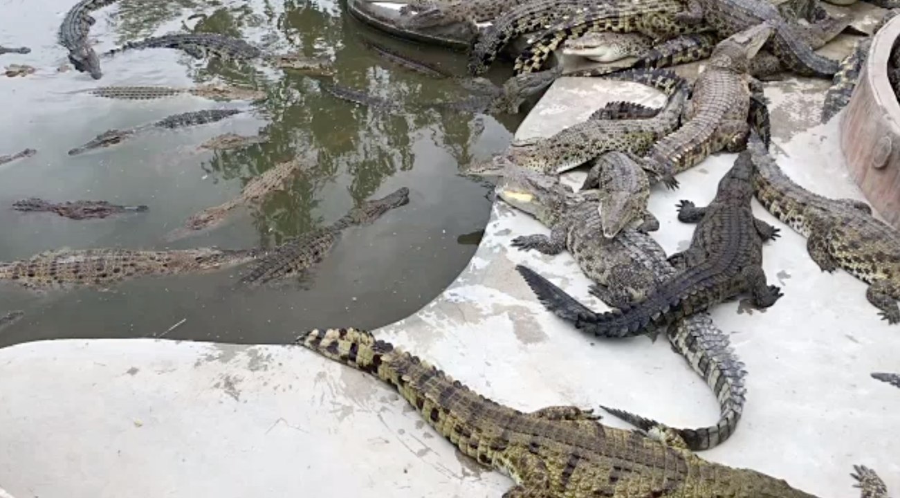 Überschwemmung: mehr als 70 krokodile aus farm ausgebrochen