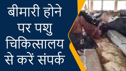 सावधान: फिर लौटा गाय-भैंसों के लिए काल बनने वाला लंपी वायरस