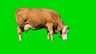 Cow Pasture Milk Cow Green Screen stock video.