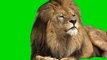 Lion King Green Screen Background Free Stock footage HD