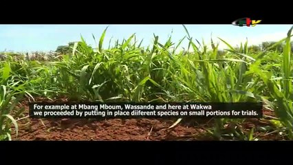 Magazine CRTV Adamaoua - WHEAT Made in Adamawa - September 10, 2023