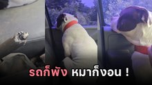 งานงอกแล้ว.. เมื่อเอาหมาขึ้นรถ เจอพลังทำลายล้างขั้นสูง จะกลับบ้านยังไงทีนี้