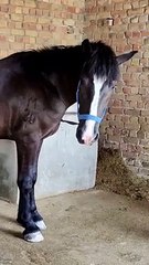 Horse Hoof Cleaning Like a Pro