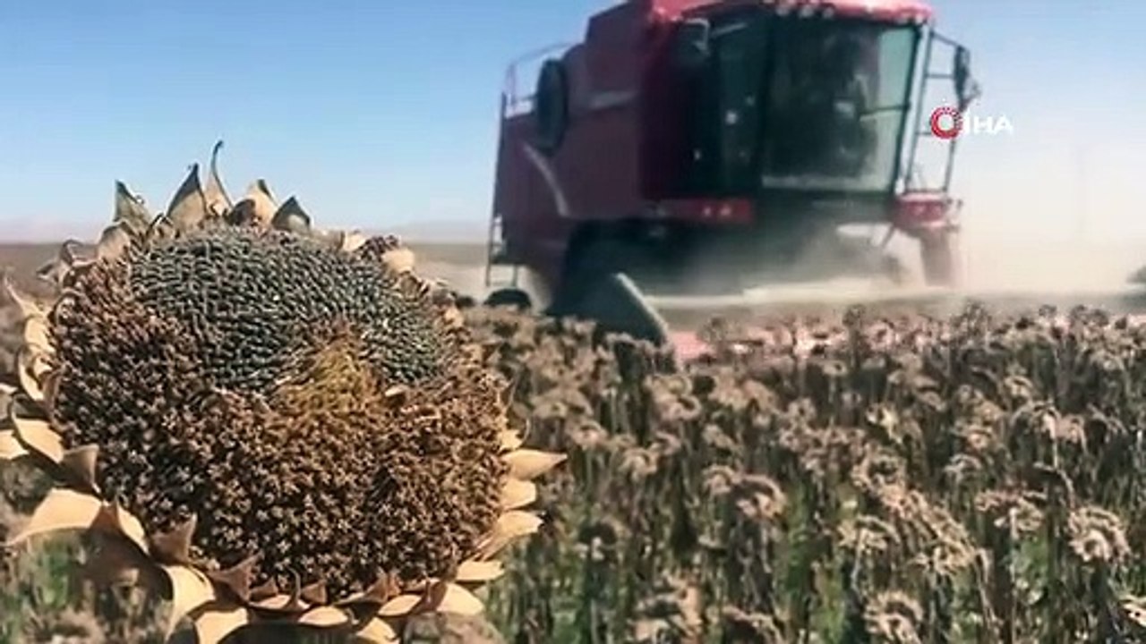 Konya Ovası'nda 640 bin dekarlık alanda ayçiçeği hasadı başladı