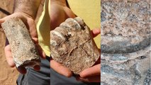Denizli'de 9 milyon yıl öncesine ait hayvan fosilleri bulundu