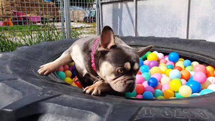 Pets and the Cost of Living Crisis