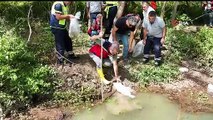 Tahta Barajı'na 20 bin pullu sazan balığı yavrusu bırakıldı