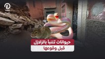 حيوانات تتنبأ بالزلازل قبل وقوعها